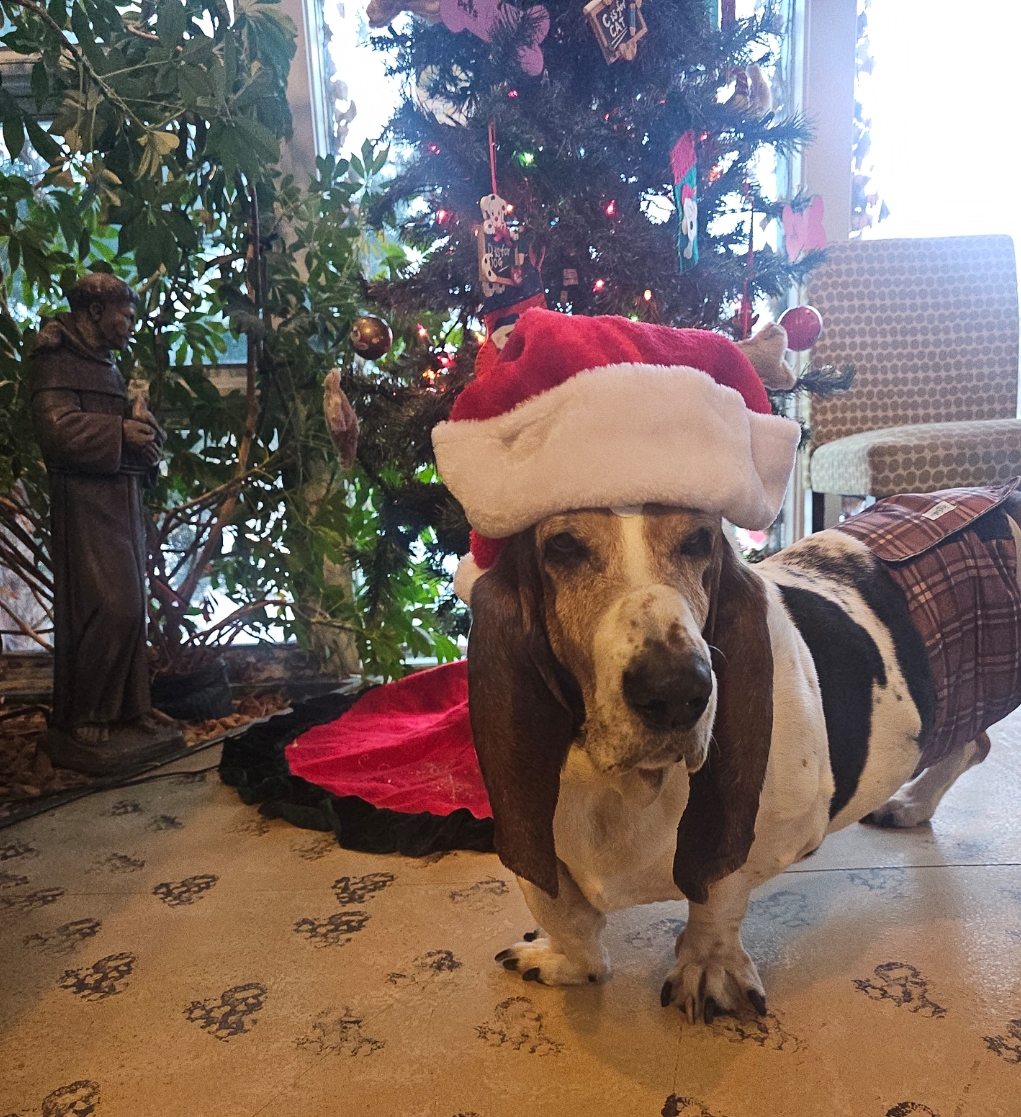 Town and Country Veterinary Services wanting