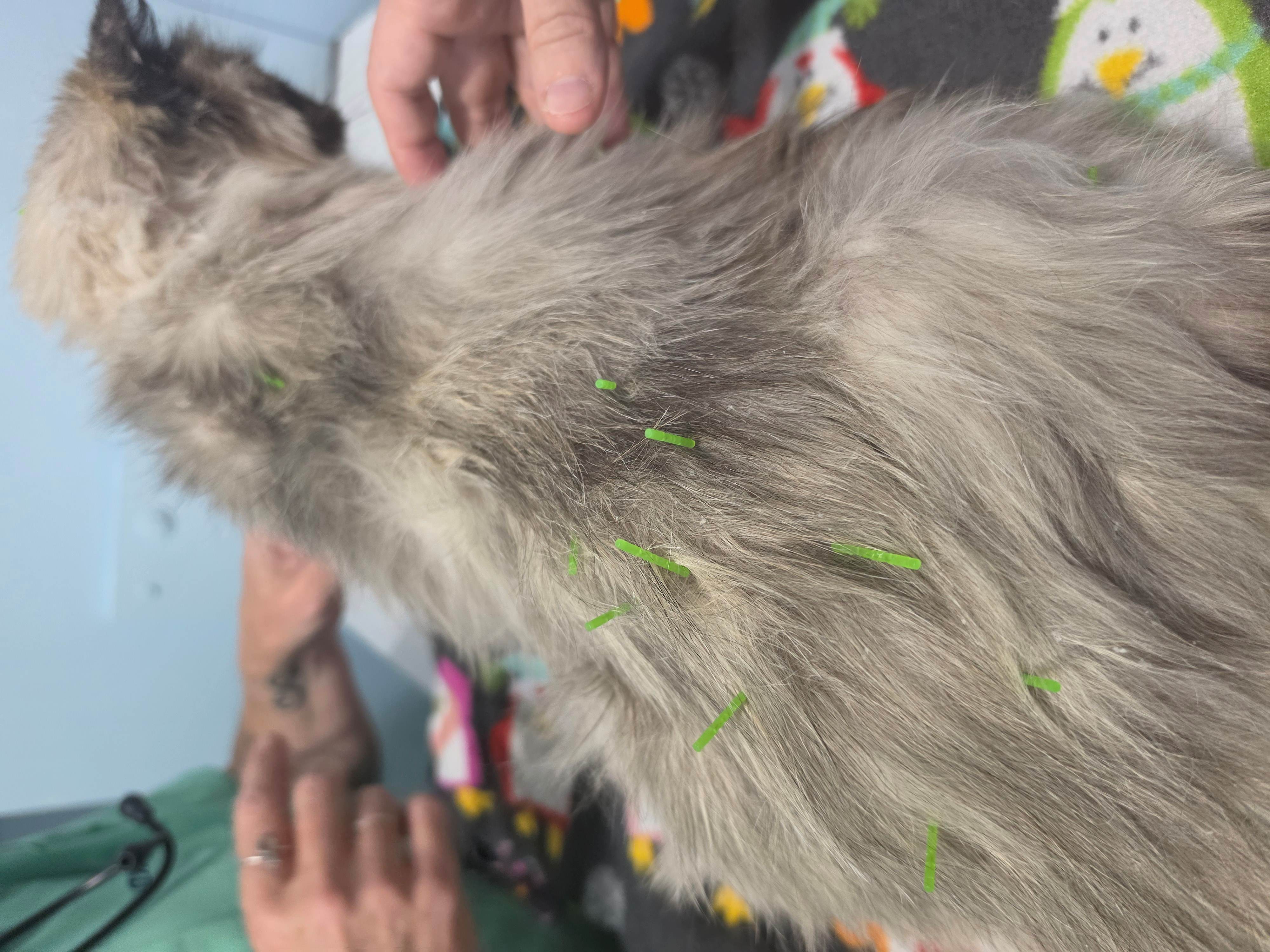 Animal Ark Walk-Acupuncture for Pets